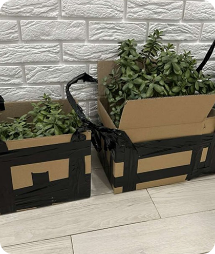 Срочная доставка живых растений в Польшу